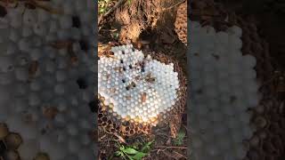 The wasp nest by the edge of the farm could be a problem it could sting someone wasp wildbees [upl. by Towney]