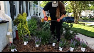 Planting A Hedge Of Proven Winners Cats Pajamas Nepeta  Dirt and Dish [upl. by Ayad29]