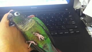 silly green cheek conure playing crawling in hand for attention [upl. by Dorolice27]