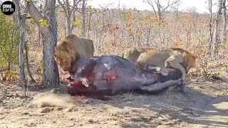 Male Lion Attack Big Prey and Eat Alive  Animal Fighting  ATP Earth [upl. by Annehsat]