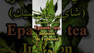 شاي الأثينة العطرية أو المخينزةMexican teaJesuits teaEpazote teaInfusion de lépazoteshorts [upl. by Aneeras334]