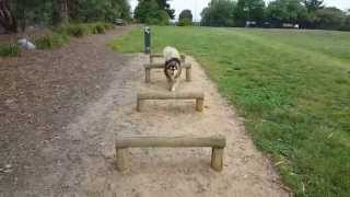 Heisenberg Finnish Lapphund Dog showcasing some agility [upl. by Ettenom]