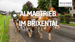 Almabtrieb im Brixental 2023 [upl. by Collie892]