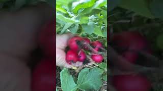 Harvest red radishgardening satisfying backyardgardening farming 💚 [upl. by Nauwaj832]