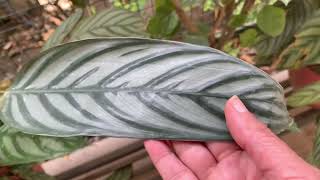 Ctenanthe setosa Calathea compact starC grey star Prayer plant care tips [upl. by Eibba]