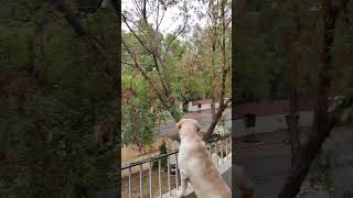 Why Golden Retrievers are soo Cute 🥰 youtubeshorts goldenretriever cute cutebaby dog [upl. by Kerwin]