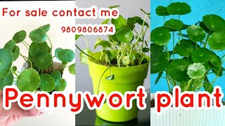 How to grow and propogate Pennywort Hydrocotyle Verticillata  Grow Dollar Plant Marsh Pennywort [upl. by Courtland]