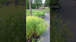 🌿🍵 Harvest the benefits of medicinal herbs in your home garden herbalmedicine herbal [upl. by Rob]