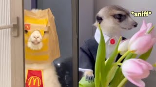 Best Animal Voiceovers  Llama Goes to McDonalds Ep 55 [upl. by Adyam]