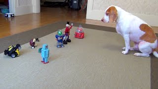 Dog vs Robot Army Cute Dog Maymo [upl. by Kendricks]