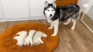 Old Husky and Tiny Puppies Before Becoming Friends Cats Reaction to Puppy [upl. by Bikales355]