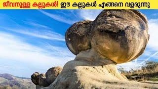 വളരുന്ന കല്ലുകൾ  Trovant Stones  Malayalam  Fact Flik [upl. by Innek]