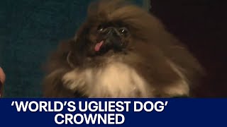 Wild Thang crowned Worlds Ugliest Dog in Petaluma  KTVU [upl. by Bolme733]