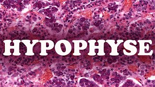 LHYPOPHYSE partie 1  HISTOLOGIE [upl. by Eseyt]