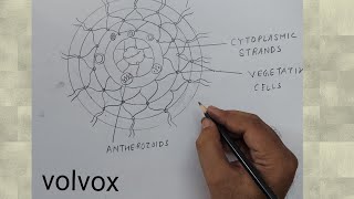 how to draw volvox diagram [upl. by Daffy]