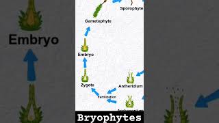 bryophytes bryophyta bryophyllum ncertbiology class11biology neet neetbiology neetmotivation [upl. by Repmek934]