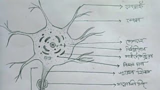 স্নায়ুর বিভিন্ন অংশ স্নায়ুর ছবি  neuron and its partssimple neuron drawing [upl. by Silvester554]