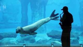 Taronga Zoos Leopard Seal Serenaded by a Saxophone [upl. by Ferri]