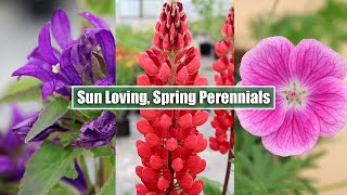 May Blossoms Meet 8 Stunning SunLoving Perennials in Full Bloom [upl. by Anilegna]