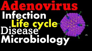 Adenovirus life cycle infection and disease [upl. by Rick]