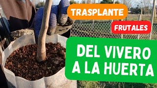 Del Vivero a la Huerta Consejos sobre el Trasplante de Frutales  Mancaqui [upl. by Augy738]