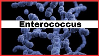 Enterococcus  E faecalis amp E faecium   what is Enterococcus  vre  microbiology [upl. by Adnaerb842]