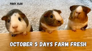 Piggy Vlog October Farm Fresh for Piggies 20241013 EP161 [upl. by Ecyle866]