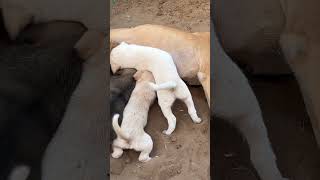 Mere khet m dogs apko kese lage dog shorts [upl. by Melodee299]