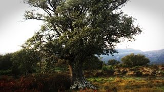 Botánica Encina Quercus Ilex [upl. by Patsy]