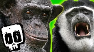 Chimp Vs Colobus Battle  Deadliest Showdowns  BBC Earth Unplugged [upl. by Anilehcim220]