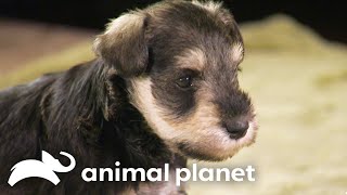 Schnauzer Puppies Hilarious Interaction with Ferret  Too Cute  Animal Planet [upl. by Alric411]