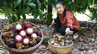 quot Mangosteen fruit quot Harvest mangosteen from grandmother backyard for cooking  Country chefs [upl. by Lazaro]