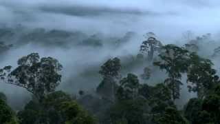 Beautiful HD Video Footage from Maliau Basin  Sabahs Lost World [upl. by Natam929]