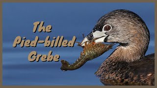 The Piedbilled Grebe Everything you need to know  Diving Hunting Flying SoundCallSong [upl. by Seif]