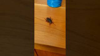 GIANT ROACH IN HOUSE shorts [upl. by Oned823]