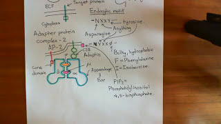 Clathrin Mediated Endocytosis and The Endocytic Pathway Part 3 [upl. by Ythomit673]