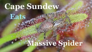 Sundew Swallows Grass Spider  Close Up View [upl. by Tamiko797]