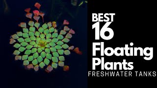 Best Floating Plants  16 Great Options To Try Out 🌿 [upl. by Anastos]