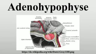 Adenohypophyse [upl. by Oicnerolf]