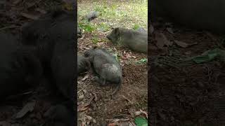 pigletsanimal farmboarhog pigs wildhog animals [upl. by Ymot]