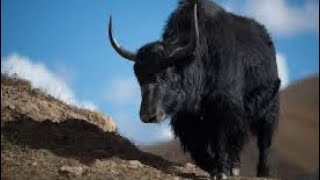 Wild Asia Wild Yak 🐃 🇨🇳 🇮🇳 [upl. by Lebna]