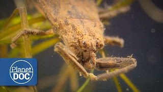 Water Scorpion  Express Animal Documentaries [upl. by Atinrahs]