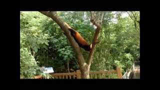 CHINA  Pandastation in Chengdu  Der rote Panda und seine Freunde [upl. by Pack146]