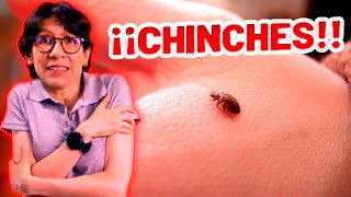 💥 CHINCHES ¿nos ENFERMAN Cómo ELIMINARLAS  EVITARLAS [upl. by Ori116]