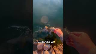 He latched on😭 fypシ゚viral fyp shorts shortvideo short funny fishing respect viralvideo [upl. by Yeslek]