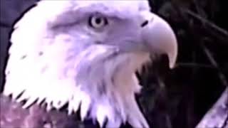 Bald Eagle  Busch Gadens  Tampa  Florida [upl. by Eerdua]