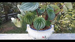 PEPEROMIA MELANCIA COMO CUIDAR  REPLANTE [upl. by Dranik764]