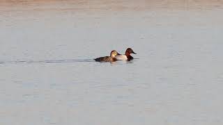 Puddler Fall 2019 Canvasbacks [upl. by Agustin289]