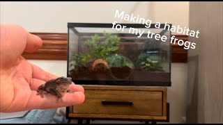 Making a Habitat for my TREE FROGS [upl. by Akit101]