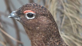 Willow Ptarmigan making sound [upl. by Salhcin]